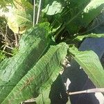 Rumex patientia Leaf