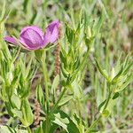 Sabatia campestris موطن