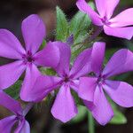 Phlox amoena Kvet