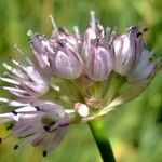 Allium strictum Кветка