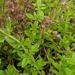 Clinopodium acinos Blatt