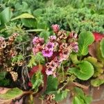 Bergenia crassifoliaफूल