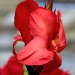 Canna indica 花