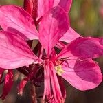 Oenothera lindheimeri Çiçek