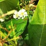 Holarrhena pubescens Hoja