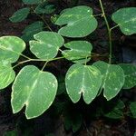 Bauhinia forficata 葉