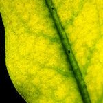 Euphorbia illirica Blad