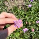 Scabiosa columbariaLorea