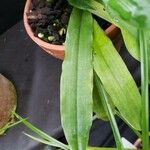 Paphiopedilum primulinum Hoja
