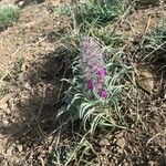 Stachys lavandulifolia Flower