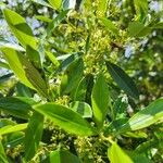 Ilex cassine Flower