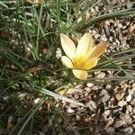 Crocus angustifolius موطن