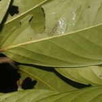 Ocotea morae Leaf