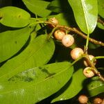 Ficus pertusa Fruchs