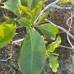 Sterculia foetida Leaf