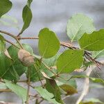 Gaultheria shallon Leaf