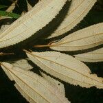 Miconia xalapensis Blad