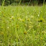 Carex bohemica Plante entière