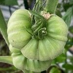 Solanum lycopersicum Fruit