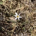 Narcissus serotinus Flower