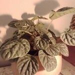 Peperomia caperataLeaf