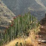 Euphorbia canariensis Плод