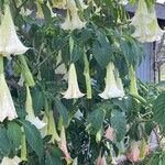 Brugmansia versicolor Flors