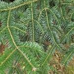 Abies cephalonica Folha