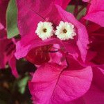 Bougainvillea spectabilis Flower