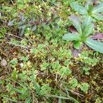 Alchemilla australis മറ്റ്