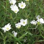 Arenaria montanaFlower