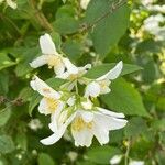 Philadelphus lewisiiFlower