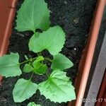 Chenopodium capitatum Leaf