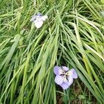 Iris unguicularis عادت داشتن