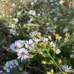 Symphyotrichum ericoidesCvet