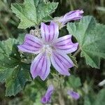 Malva multiflora Květ