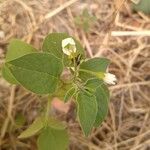 Solanum chenopodioides 花