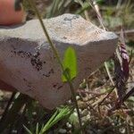 Crepis suffreniana Hostoa