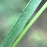 Molinia caerulea Leaf