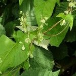 Fallopia dumetorum Corteza