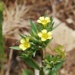 Linum strictum Cvijet