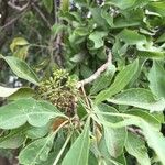 Heteromorpha arborescens Leaf