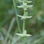 Cruciata pedemontana Other