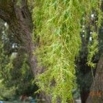 Salix × pendulina Egyéb