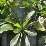 Plumeria obtusa Blatt