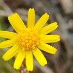 Jacobaea minuta Floare