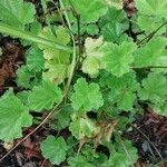 Geum japonicum Leaf