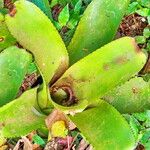 Aechmea nudicaulis Leaf