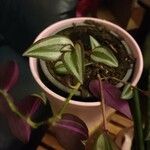 Tradescantia zebrina पत्ता