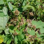 Bupleurum longifolium Fruit